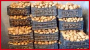 سيدي بوزيد.. حجز 8 أطنان من البطاطا غير صالحة للإستهلاك في مخزن عشوائي