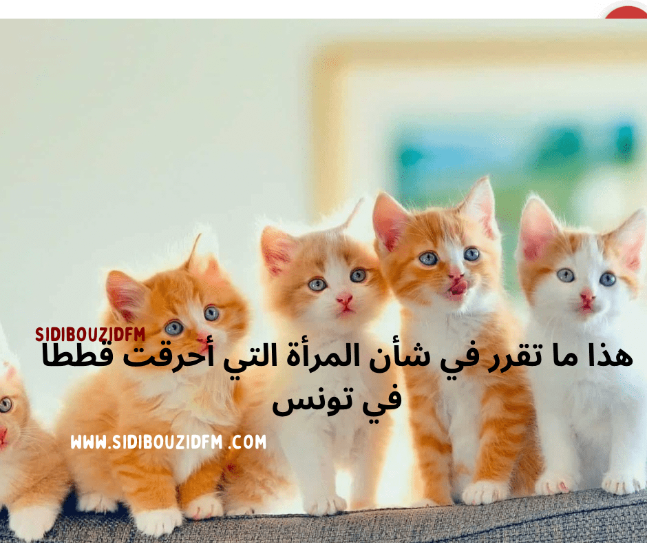 هذا ما تقرّر في شأن المرأة التي أحرقت قططا �