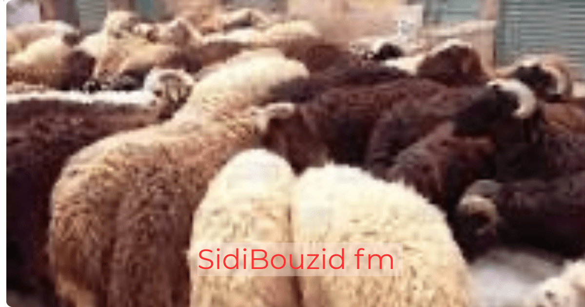 سيدي بوزيد: دراجتان ناريتان تسرقان خراف والحرس الوطني ينجح في استرجاعها