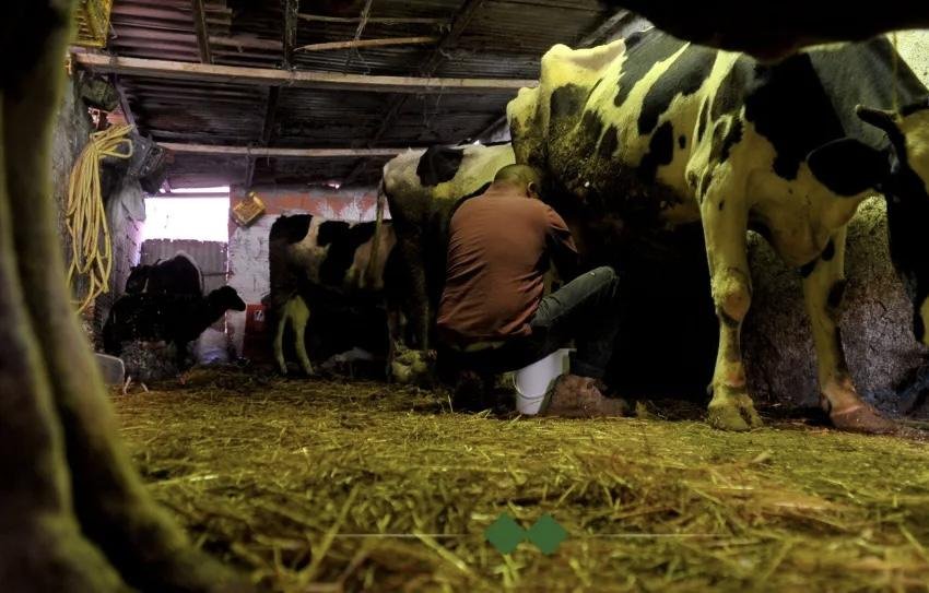 ضبط 6 حالات سلّ لدى عجول مهرّبة وإجراءات وقائية لحماية الصحة العامة