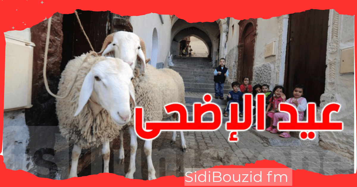 العلوش في تونس: العربي والغربي والتيبار...شوف الأبنّ والأحسن