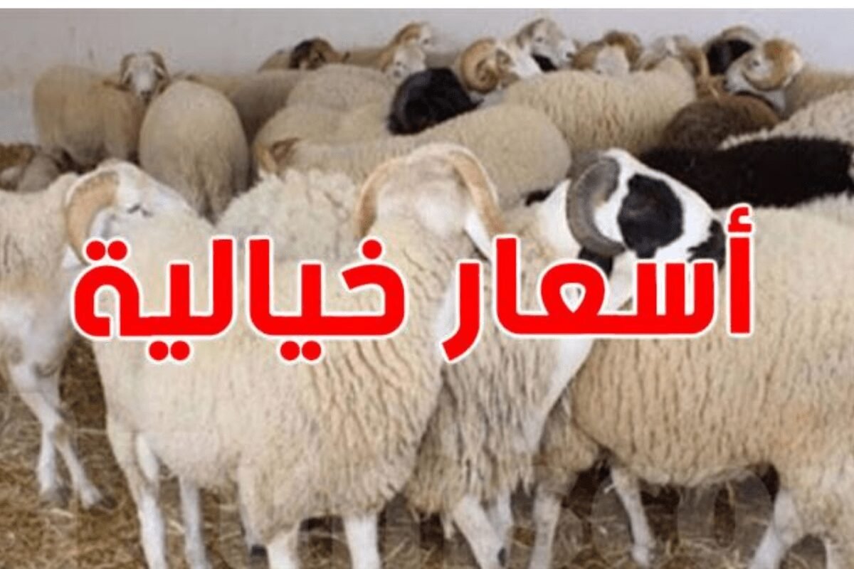 أسعار أضاحي العيد 2026 في تونس تشهد ارتفاعًا كبيرا