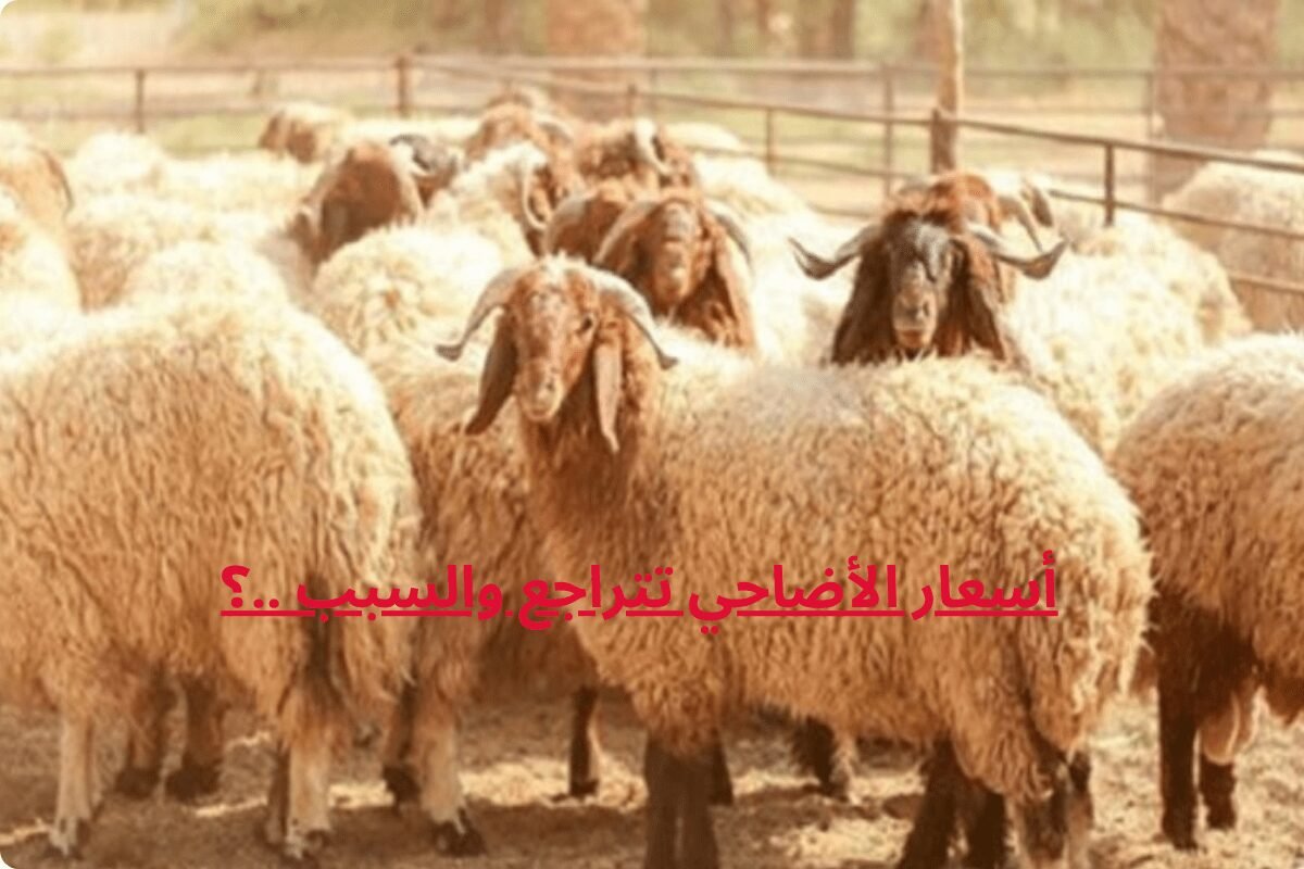 أسعار الأضاحي تتراجع والسبب ..؟