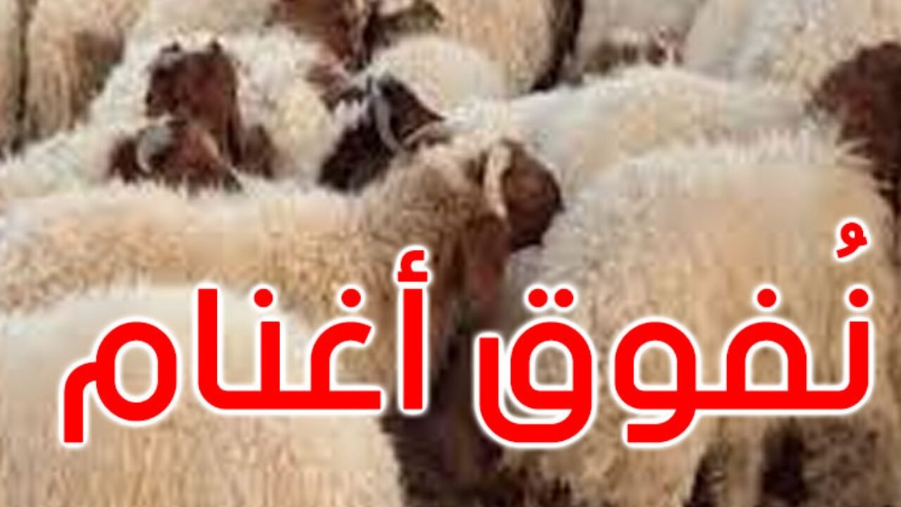 نفوق 14 رأس أغنام إثر حريق حظيرة بمعتمدية السعيدة بسيدي بوزيد