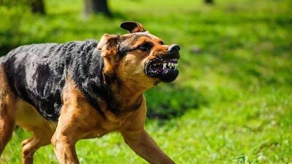 سيدي بوزيد: وفاة امرأة سقط عليها باب حديدي أثناء فرارها من كلاب سائبة بالمكناسي