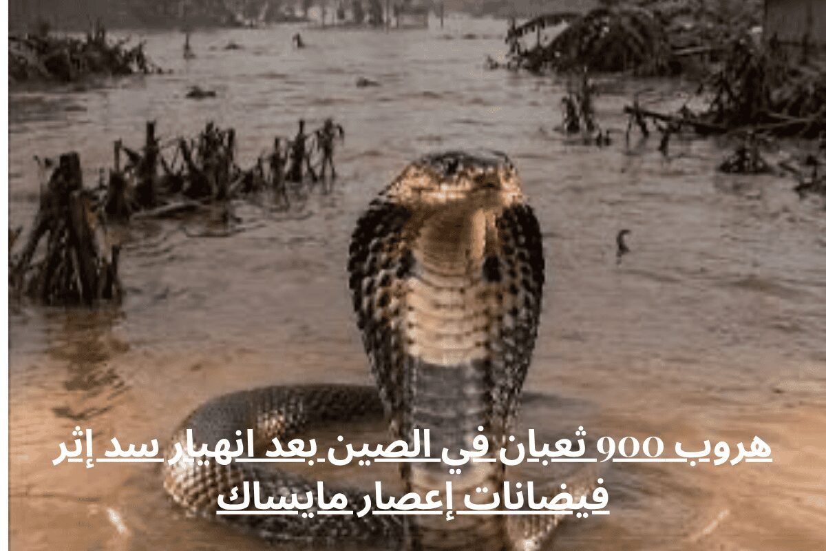 هروب 900 ثعبان في الصين بعد انهيار سد إثر فيضانات إعصار مايساك