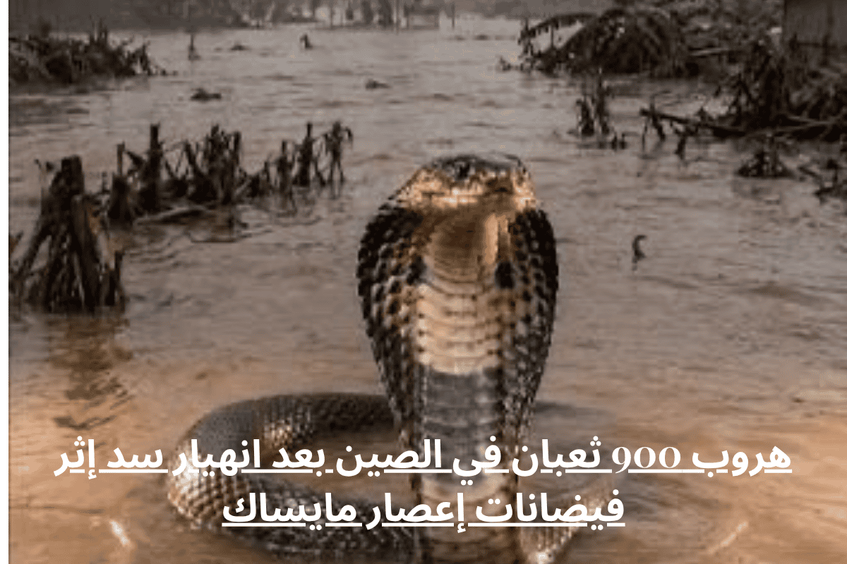 هروب 900 ثعبان في الصين بعد انهيار سد إثر فيضانات إعصار مايساك