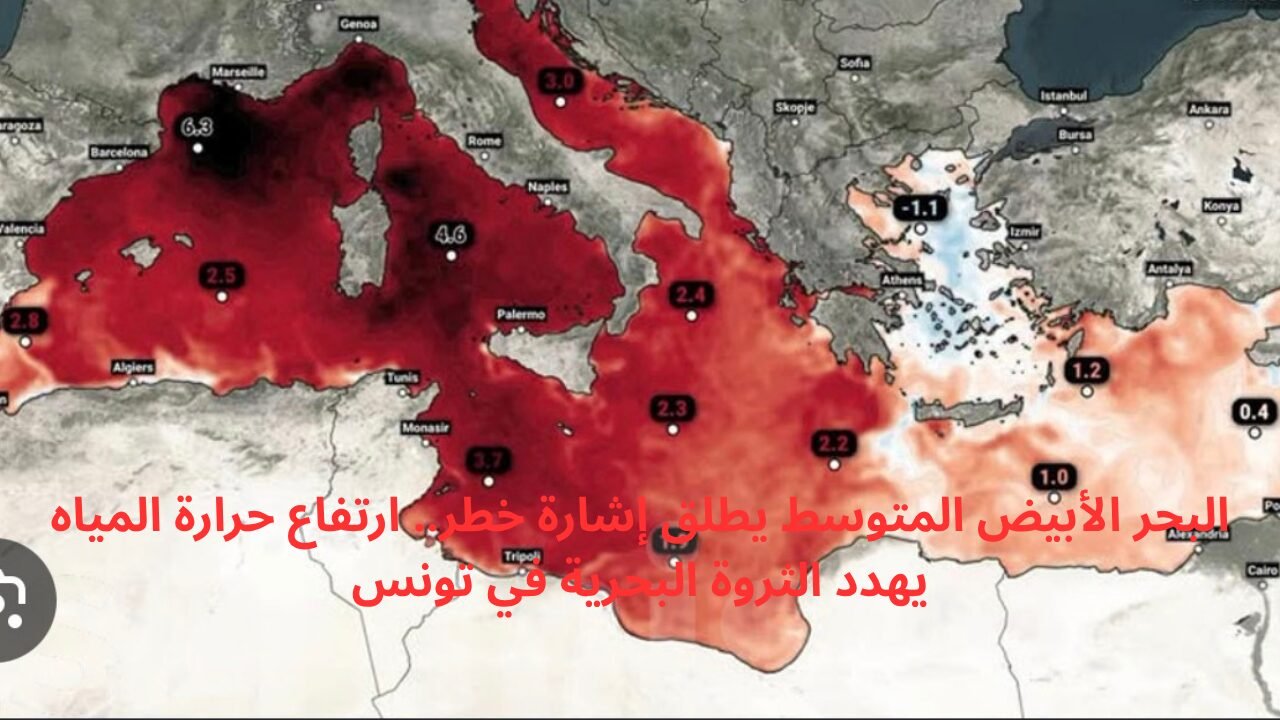 البحر الأبيض المتوسط يطلق إشارة خطر.. ارتفاع حرارة المياه يهدد الثروة البحرية في تونس